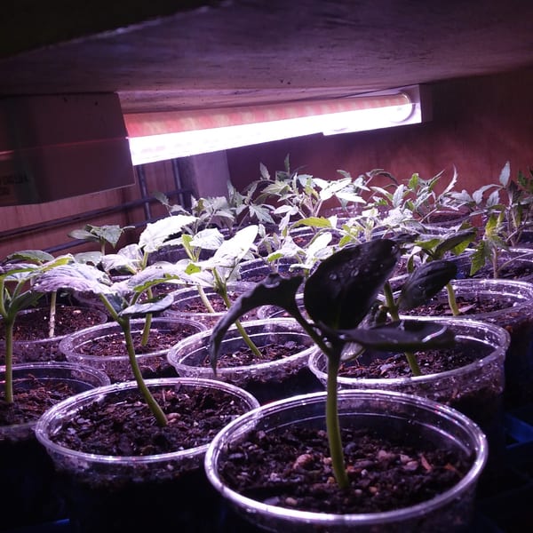Rows of small green seedlings in clear plastic cups under a grow light.