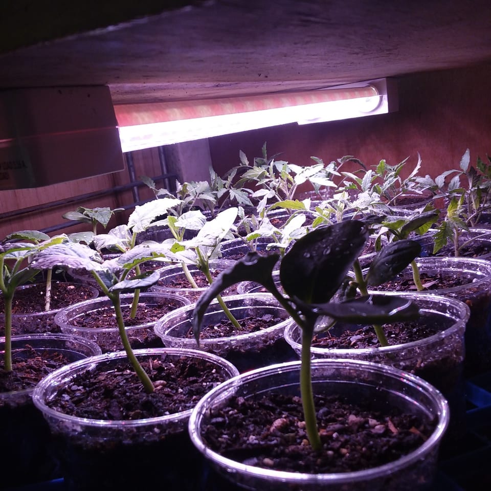 Rows of small green seedlings in clear plastic cups under a grow light.