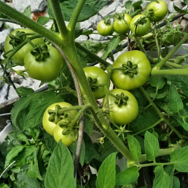 Green tomatoes growing on the vine, surrounded by lush green leaves and a rocky background.