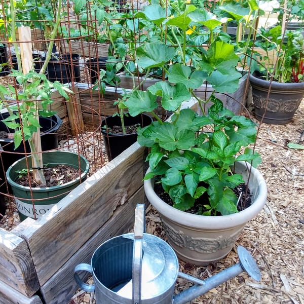 A lush container garden with various plants, including tomatoes, peppers, and squash, and a watering can.