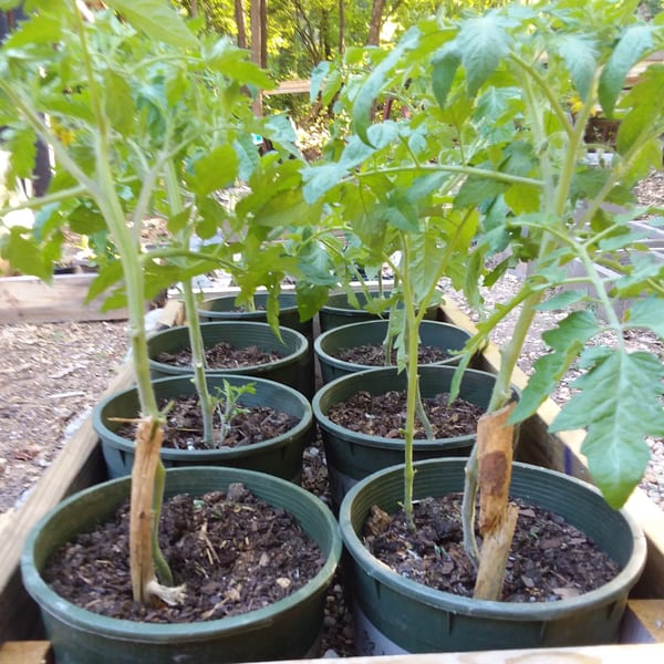 Several young tomato plants with green leaves growing in dark green pots within a wooden planter.