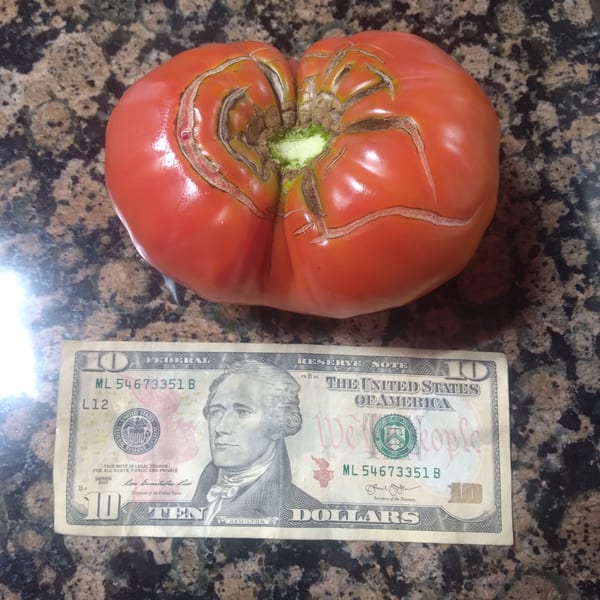 A large, red, heirloom tomato with deep creases sits next to a ten-dollar bill on a speckled countertop.