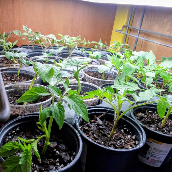 Rows of vibrant green seedlings in black and clear plastic pots, ready for planting.