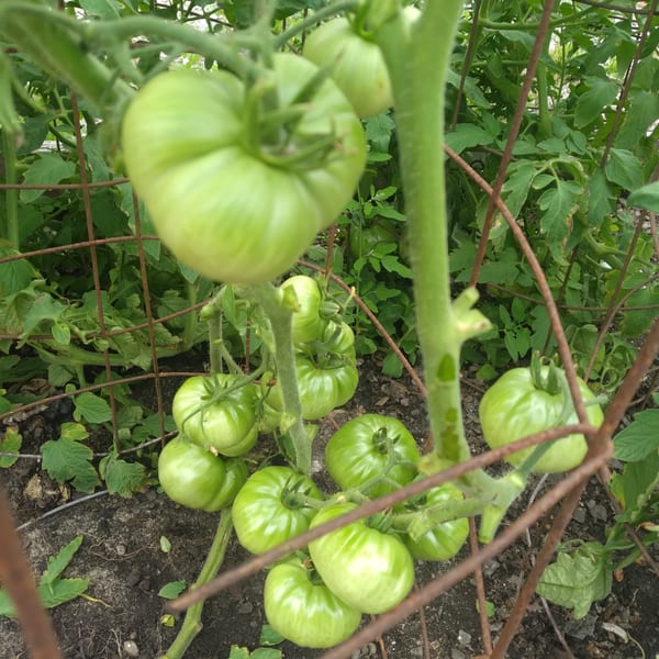 Unripe green tomatoes growing on a vine, supported by a rusty wire cage in a garden.